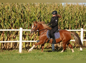 Kuc walijski sekcji C, Klacz, 3 lat, 140 cm, Kasztanowata