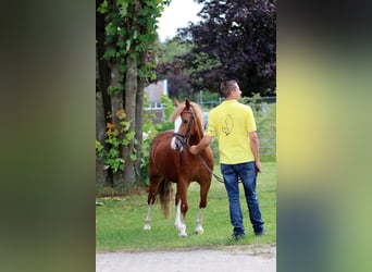 Kuc walijski sekcji C, Klacz, 3 lat, 140 cm, Kasztanowata