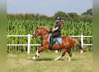 Kuc walijski sekcji C, Klacz, 3 lat, 140 cm, Kasztanowata