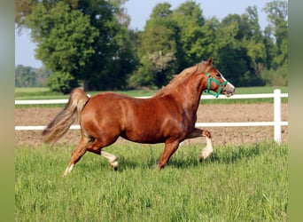 Kuc walijski sekcji C, Klacz, 3 lat, 140 cm, Kasztanowata