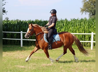 Kuc walijski sekcji C, Klacz, 3 lat, 140 cm, Kasztanowata