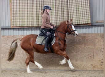 Kuc walijski sekcji C, Klacz, 3 lat, 140 cm, Kasztanowata