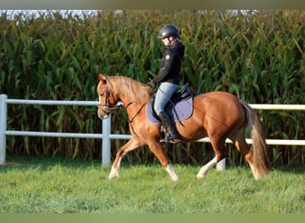 Kuc walijski sekcji C, Klacz, 3 lat, 140 cm, Kasztanowata