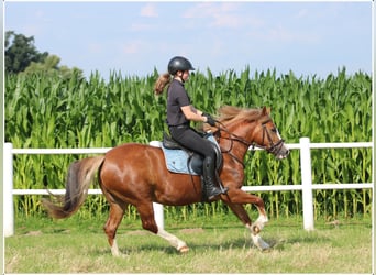 Kuc walijski sekcji C, Klacz, 3 lat, 140 cm, Kasztanowata