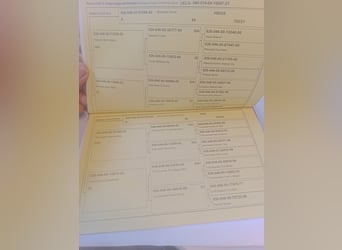 Kuc walijski sekcji C, Klacz, 4 lat, 137 cm, Gniada