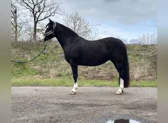 Kuc walijski sekcji C, Klacz, 5 lat, 144 cm, Kara