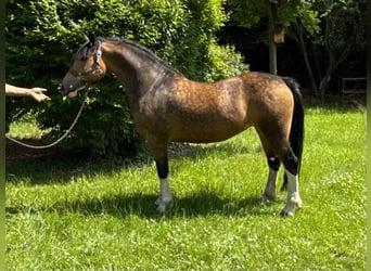 Kuc walijski sekcji C, Klacz, 5 lat, 146 cm, Jelenia
