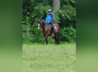 Kuc walijski sekcji C, Klacz, 7 lat, 129 cm, Ciemnogniada