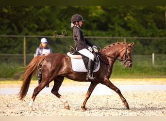 Kuc walijski sekcji C, Klacz, 9 lat, 132 cm, Ciemnokasztanowata