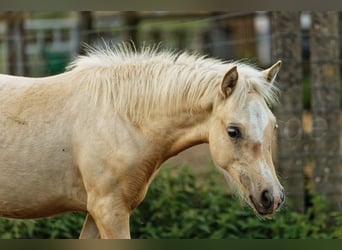 Kuc walijski sekcji C, Klacz, Źrebak (05/2024), 135 cm, Izabelowata