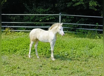 Kuc walijski sekcji C, Klacz, Źrebak (05/2024), 135 cm, Perlino