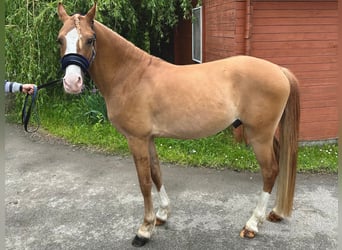 Kuc walijski sekcji C, Ogier, 3 lat, 140 cm, Ciemnokasztanowata