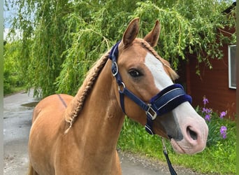 Kuc walijski sekcji C, Ogier, 3 lat, 140 cm, Ciemnokasztanowata