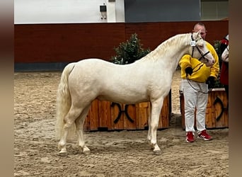 Kuc walijski sekcji C, Ogier, 4 lat, 130 cm, Cremello