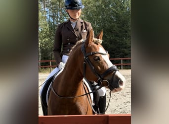 Kuc walijski sekcji C, Wałach, 12 lat, 139 cm, Ciemnokasztanowata