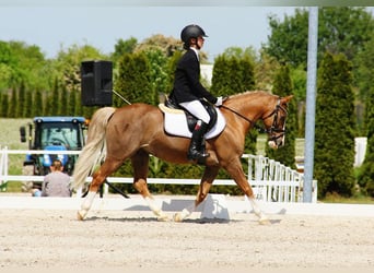 Kuc walijski sekcji C, Wałach, 14 lat, 135 cm, Kasztanowata