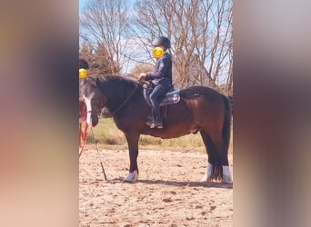 Kuc walijski sekcji C Mix, Wałach, 22 lat, 130 cm, Kara