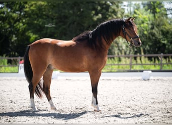 Kuc walijski sekcji C, Wałach, 2 lat, 129 cm, Gniada