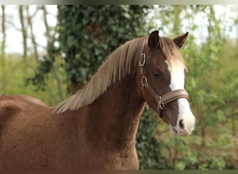 Kuc walijski sekcji C, Wałach, 3 lat, 136 cm, Kasztanowata