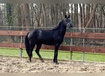 Kuc walijski sekcji C Mix, Wałach, 3 lat, 144 cm, Kara