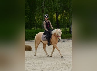 Kuc walijski sekcji C, Wałach, 5 lat, 132 cm, Izabelowata