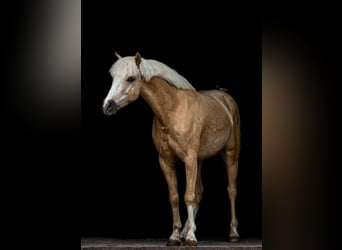 Kuc walijski sekcji C, Wałach, 5 lat, 133 cm, Izabelowata