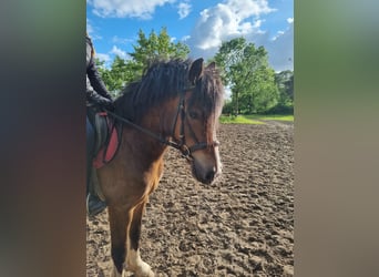 Kuc walijski sekcji C, Wałach, 5 lat, 135 cm, Gniada