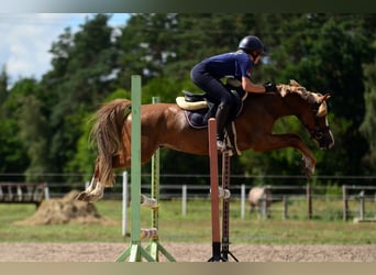 Kuc walijski sekcji C, Wałach, 5 lat, 135 cm, Kasztanowata