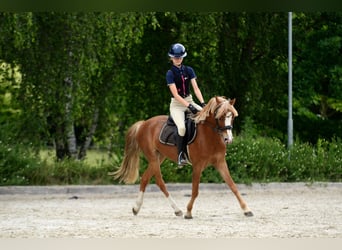 Kuc walijski sekcji C, Wałach, 5 lat, 135 cm, Kasztanowata