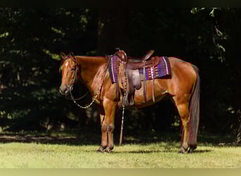 Kuc walijski sekcji C Mix, Wałach, 5 lat, 145 cm, Gniada