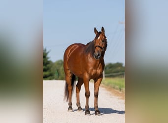Kuc walijski sekcji C Mix, Wałach, 5 lat, 145 cm, Gniada