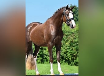 Kuc walijski sekcji C, Wałach, 6 lat, 134 cm, Ciemnokasztanowata