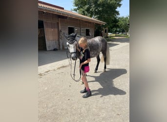 Kuc walijski sekcji C, Wałach, 6 lat, 142 cm, Siwa jabłkowita
