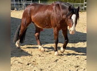 Kuc walijski sekcji C, Wałach, 9 lat, 137 cm, Gniada