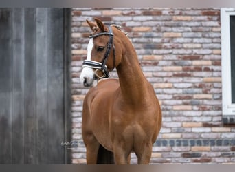 Kuc walijski sekcji C, Wałach, 10 lat, 132 cm, Kasztanowata