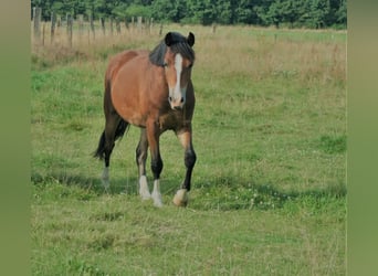 Kuc walijski sekcji C, Wałach, 3 lat, 142 cm, Gniada