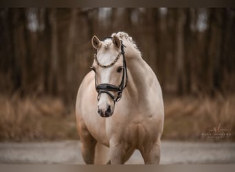 Kuc walijski sekcji C, Wałach, 7 lat, 148 cm, Izabelowata