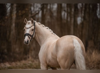 Kuc walijski sekcji C, Wałach, 7 lat, 148 cm, Izabelowata