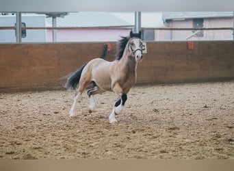 Kuc walijski sekcji C, Wałach, 8 lat, 136 cm, Bułana