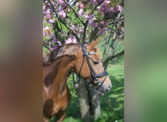 Kuc walijski sekcji D, Klacz, 10 lat, 144 cm, Kasztanowata