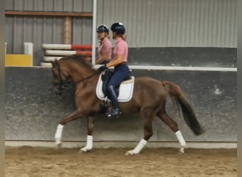 Kuc walijski sekcji D, Klacz, 10 lat, 144 cm, Kasztanowata