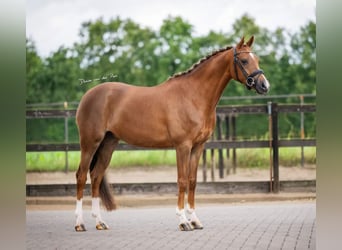 Kuc walijski sekcji D, Klacz, 10 lat, 144 cm, Kasztanowata
