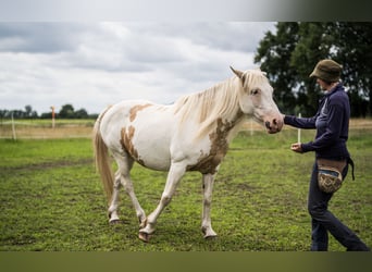 Kuc walijski sekcji D Mix, Klacz, 11 lat, 153 cm, Overo wszelkich maści