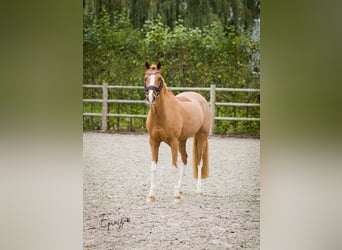 Kuc walijski sekcji D, Klacz, 14 lat, 144 cm, Kasztanowata