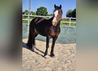 Kuc walijski sekcji D, Klacz, 14 lat, 150 cm, Gniada