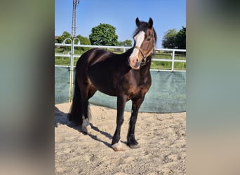 Kuc walijski sekcji D, Klacz, 14 lat, 150 cm, Skarogniada