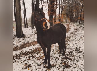 Kuc walijski sekcji D, Klacz, 14 lat, 155 cm, Skarogniada