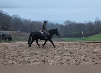 Kuc walijski sekcji D, Klacz, 16 lat, 152 cm, Kara