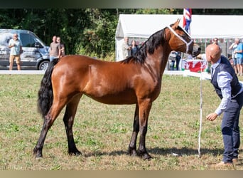 Kuc walijski sekcji D, Klacz, 1 Rok, 151 cm, Ciemnogniada
