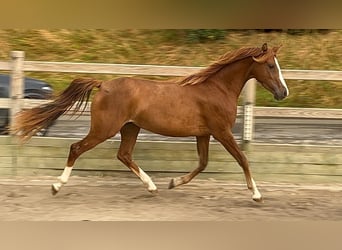 Kuc walijski sekcji D, Klacz, 3 lat, 140 cm, Kasztanowata